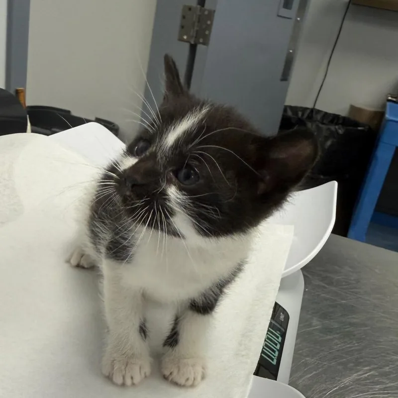 A baby small-sized male Domestic Medium Hair cat named Grumpy for adoption in Greenville, SC