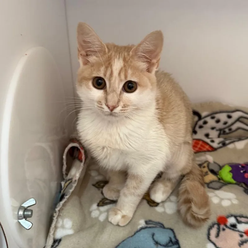 A baby small-sized female Orange / Red Domestic Short Hair cat named Goosling for adoption in Salt Lake City, UT