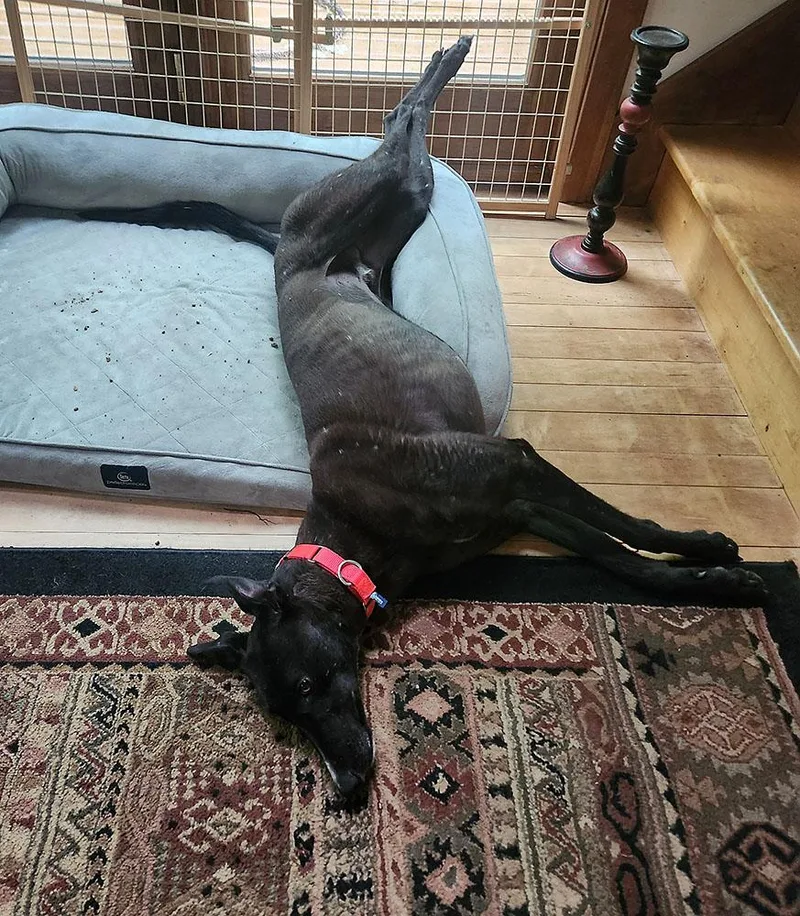 An adult large-sized male Greyhound dog named Bugs for adoption in Ware, MA