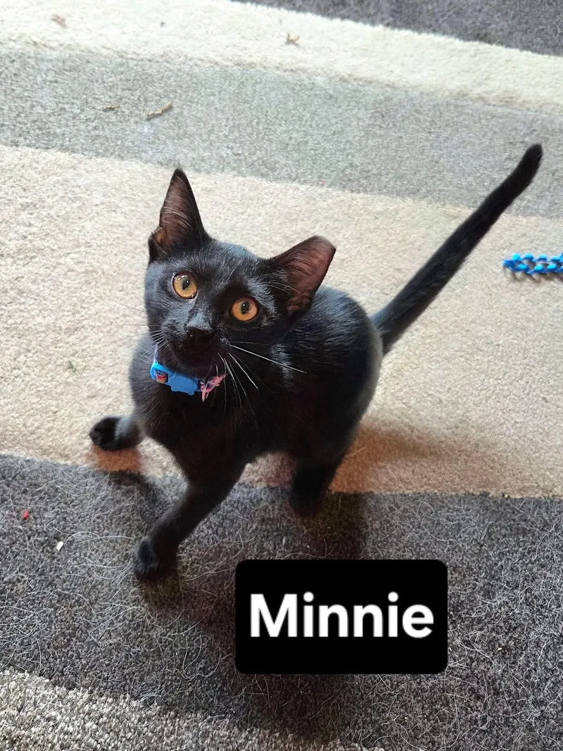 Minnie