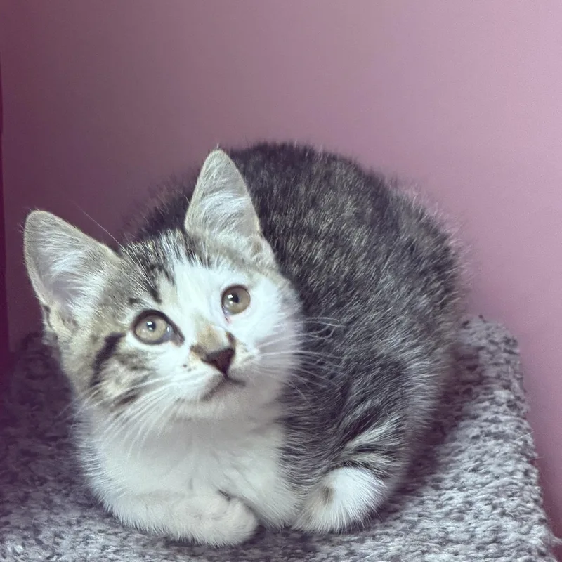 A baby small-sized female Brown / Chocolate Domestic Short Hair cat named Ayla for adoption in Hudson, NY