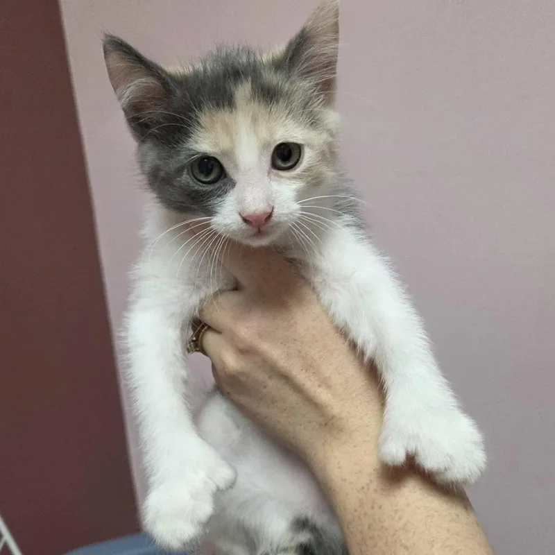 A baby small-sized female Calico Domestic Short Hair cat named Calypso for adoption in Branson, MO
