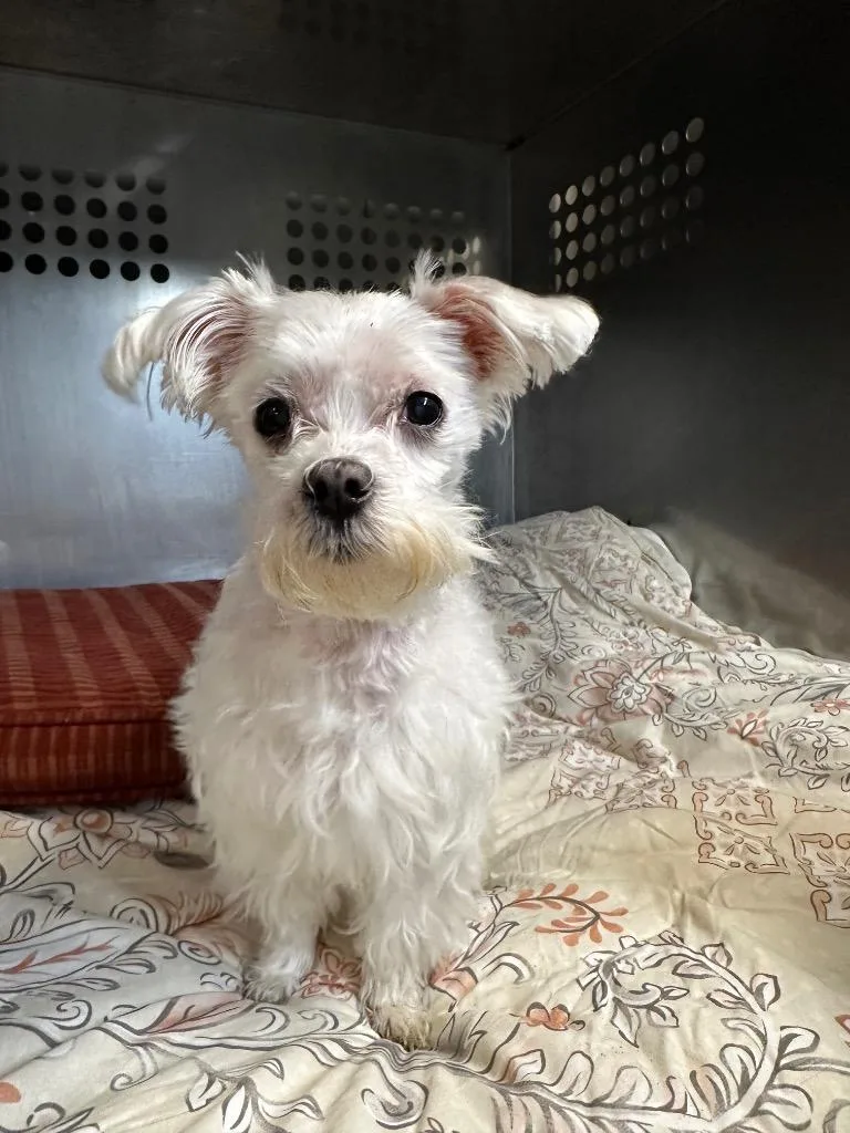 Marshmallow thumbnail 3