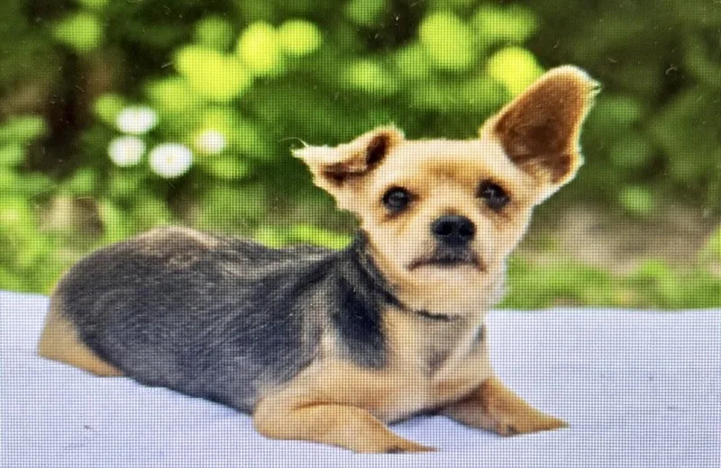 A young small-sized male Yorkshire Terrier dog named Ricky for adoption in Tifton, GA