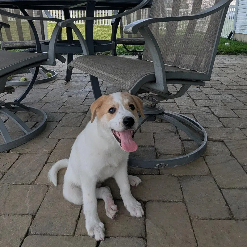 A baby medium-sized female White / Cream Mixed Breed dog named Summer for adoption in La Grange, KY