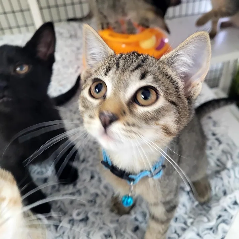 A baby small-sized male Domestic Short Hair cat named Duke for adoption in Allyn, WA