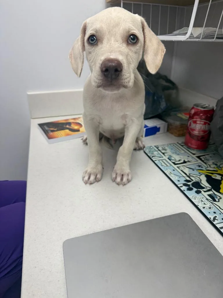 A baby medium-sized male Shepherd dog named Kody for adoption in Hartsville, SC