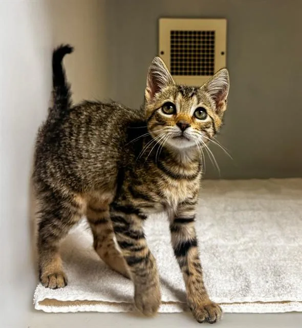 A baby small-sized male Domestic Short Hair cat named Jennings for adoption in Statesville, NC