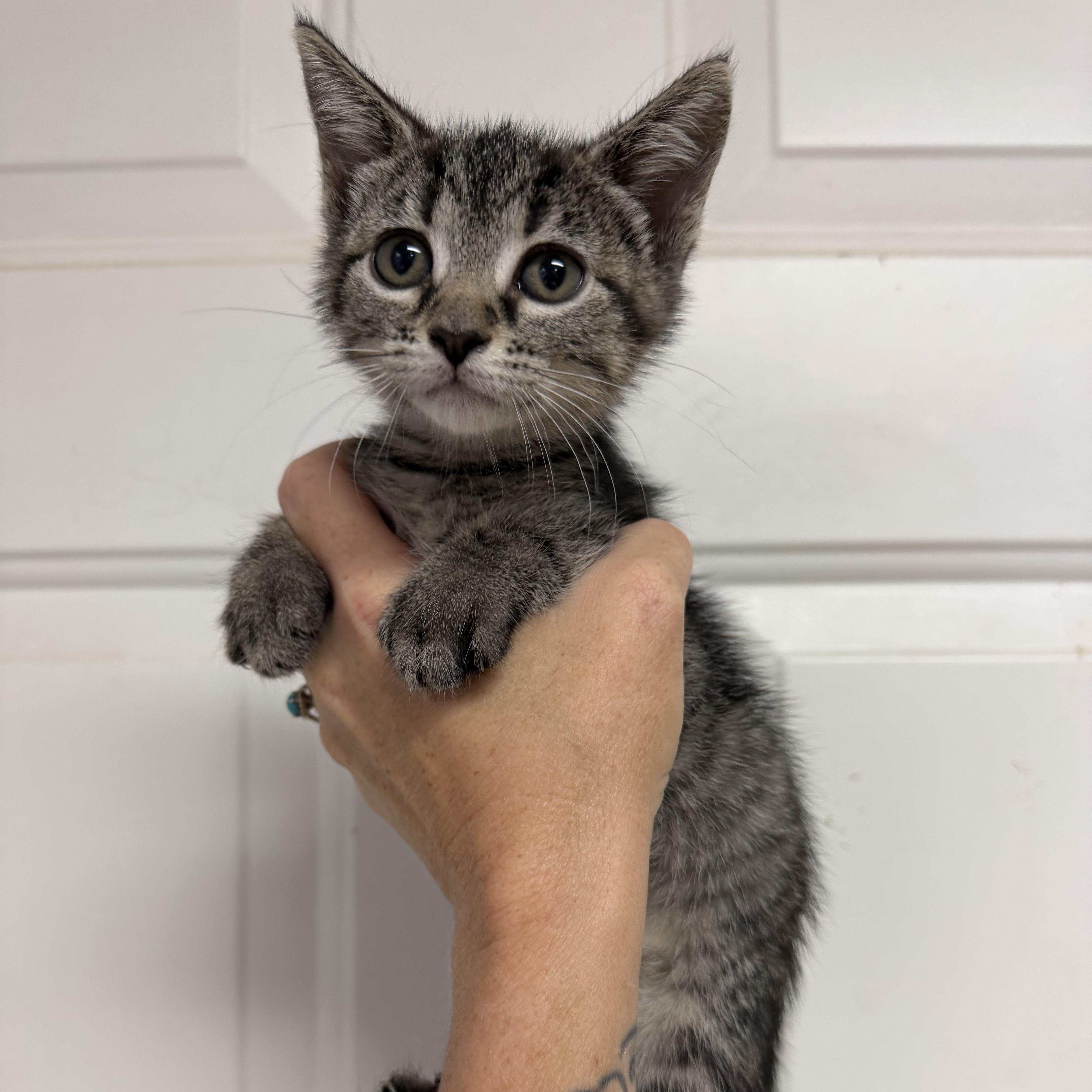 A baby medium-sized female Tabby cat named Hot Toddy for adoption in Columbia, SC