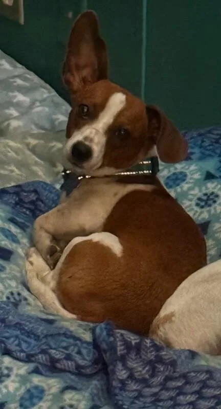 A young small-sized male Yellow / Tan / Blond / Fawn Chihuahua dog named Rosco for adoption in Aiken, SC