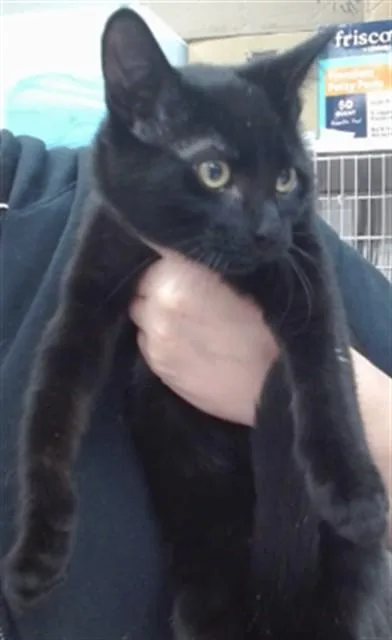 A baby medium-sized male Domestic Short Hair cat named Panthera for adoption in Salinas, CA