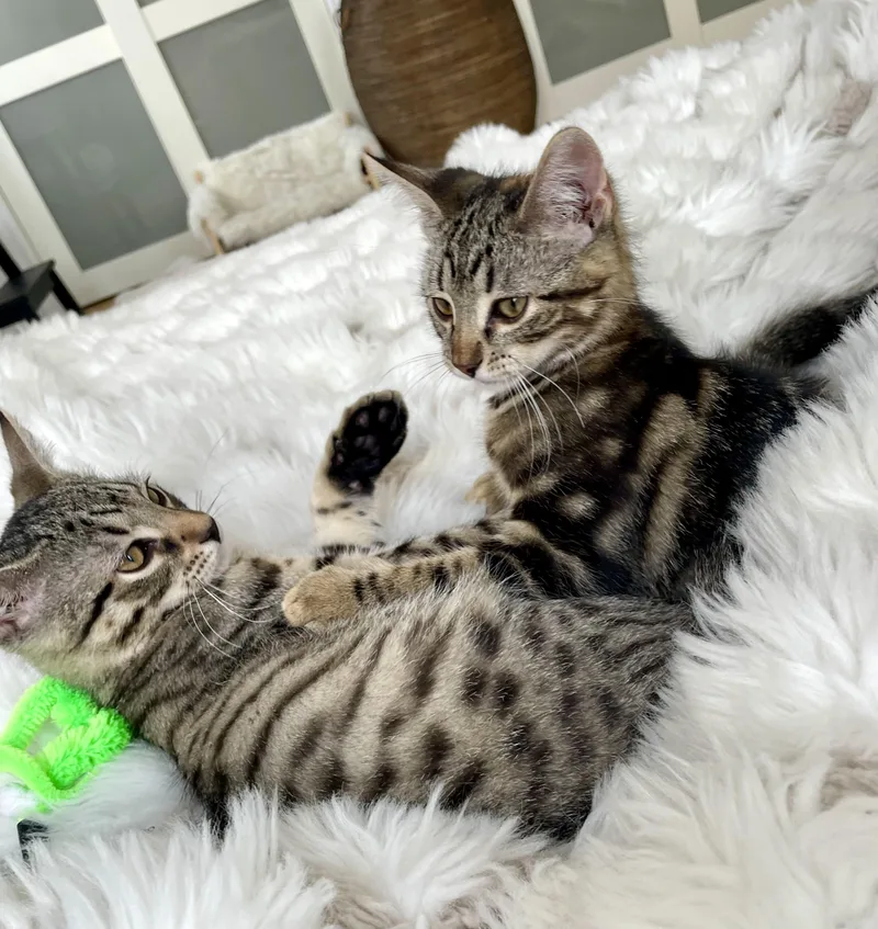 A baby small-sized female Tabby (Leopard / Spotted) American Shorthair cat named Gertie for adoption in Staten Island, NY