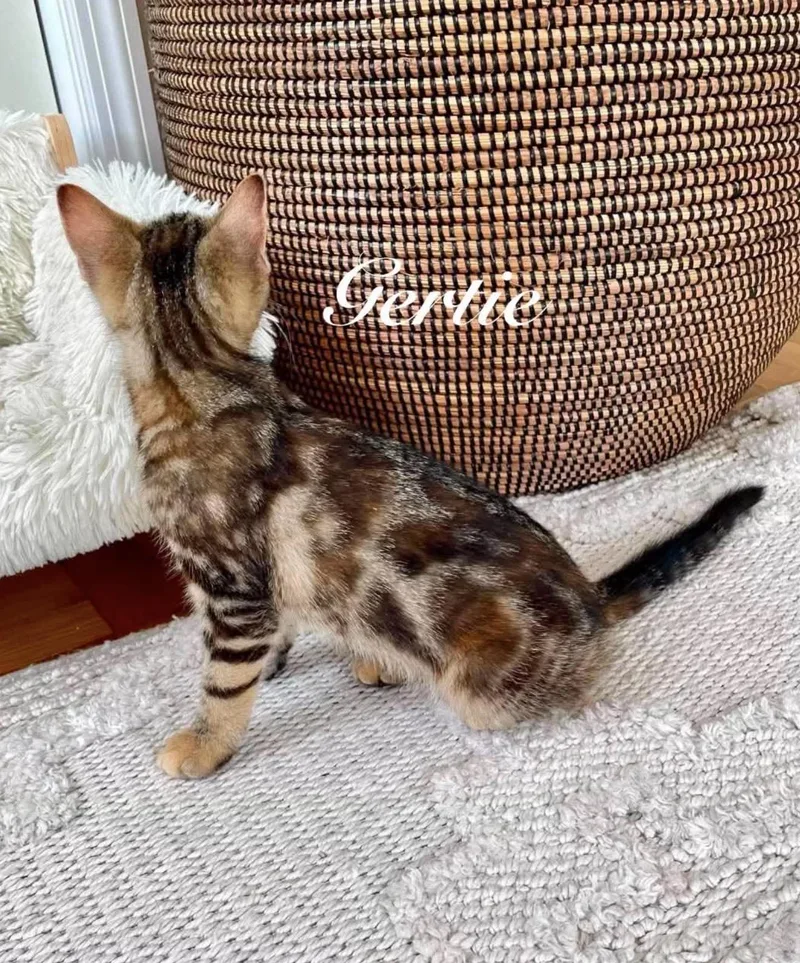 Gertie thumbnail 5