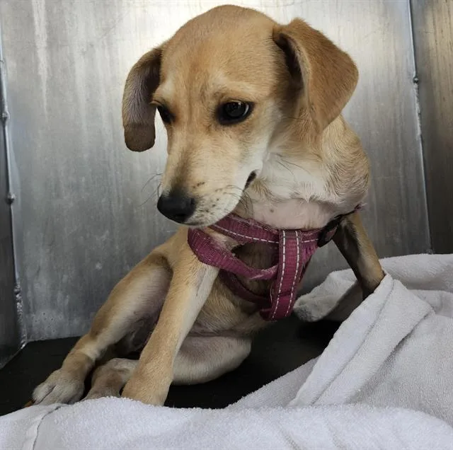 A baby small-sized female Terrier dog named Sugar for adoption in San Antonio, TX