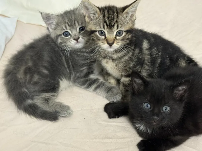 A baby medium-sized female Gray / Blue / Silver Domestic Short Hair cat named Star for adoption in Clinton Township, MI