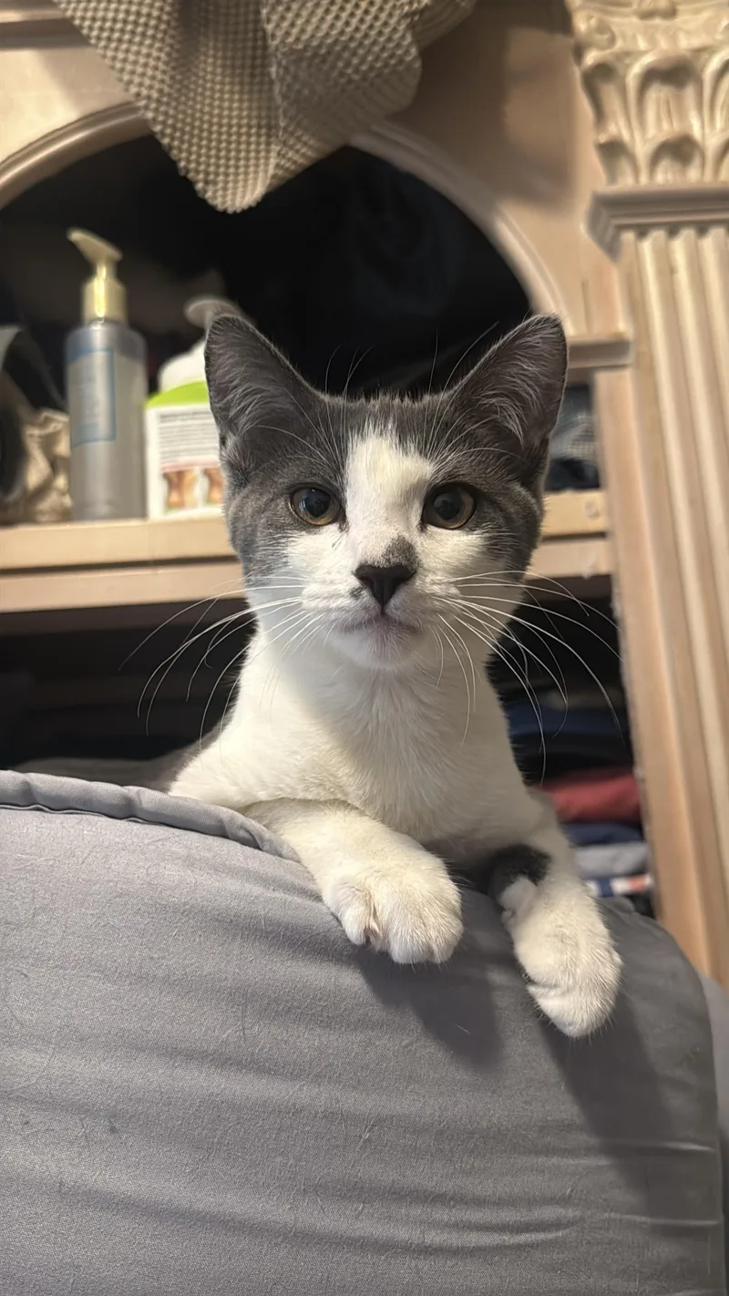 A baby small-sized female Gray & White Domestic Short Hair cat named Volt for adoption in Brooklyn, NY