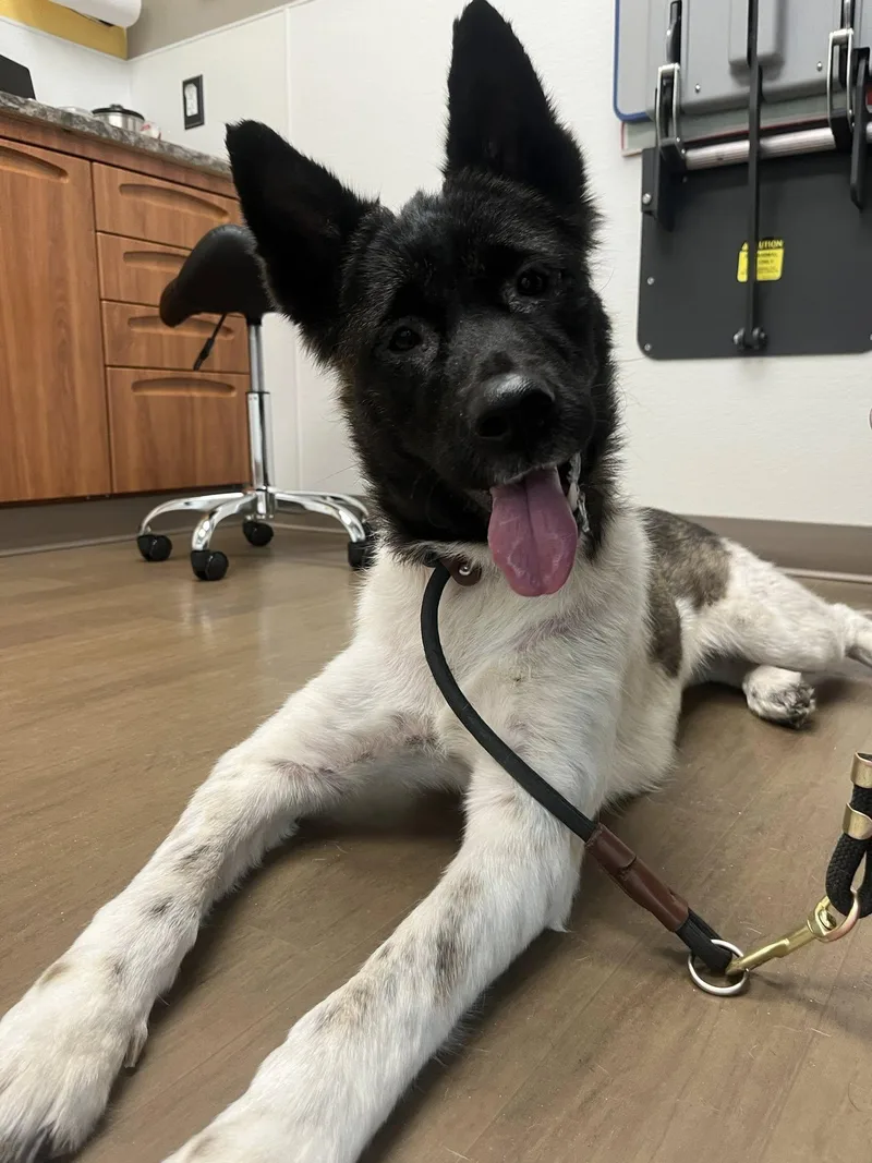 An adult large-sized female Akita dog named Dora for adoption in Wasilla, AK