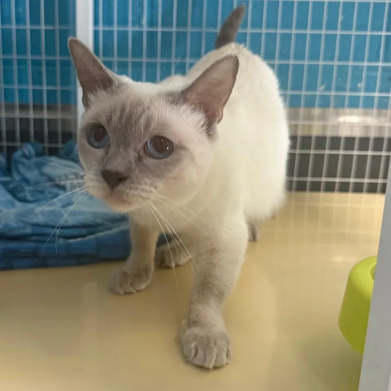 An adult medium-sized female Domestic Short Hair cat named Ivy for adoption in Troy, VA