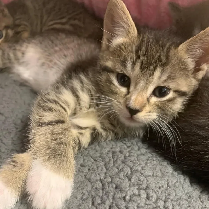 A baby medium-sized female Tabby (Brown / Chocolate) Domestic Short Hair cat named Billie Eilish for adoption in Ozone Park, NY