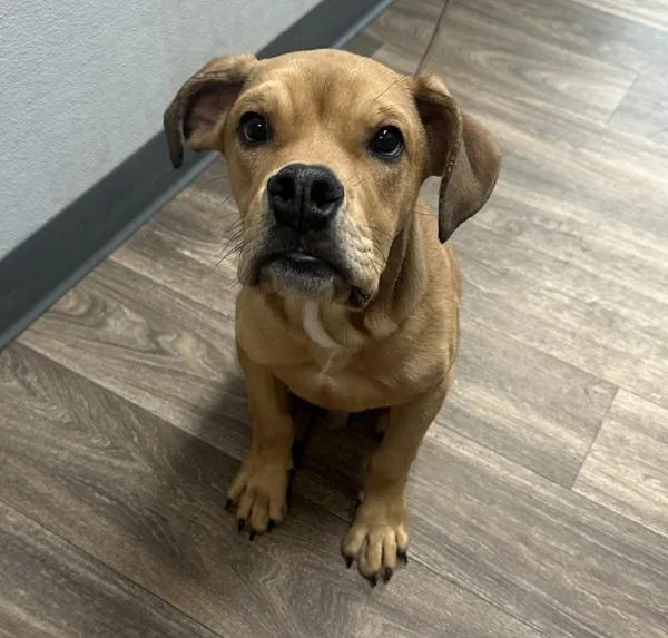 A young large-sized male Boxer dog named Brin Jr. for adoption in San Diego, CA