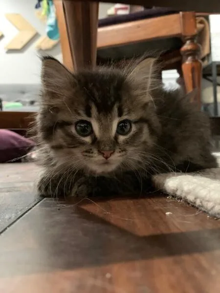 A baby small-sized male Tabby (Brown / Chocolate) Domestic Short Hair cat named Chad for adoption in Anoka, MN