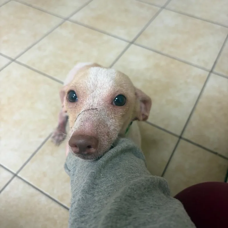 A senior small-sized male White / Cream Dachshund dog named Mayor McCheese for adoption in Pekin, IL