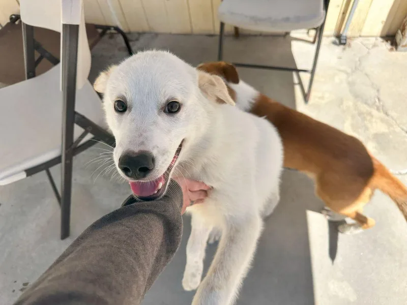 Tommy Boy thumbnail 2