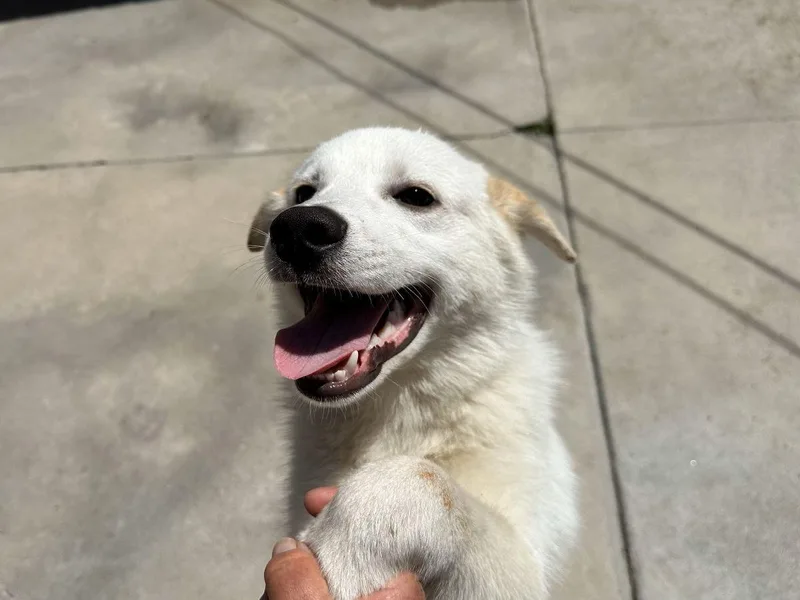 Tommy Boy thumbnail 3