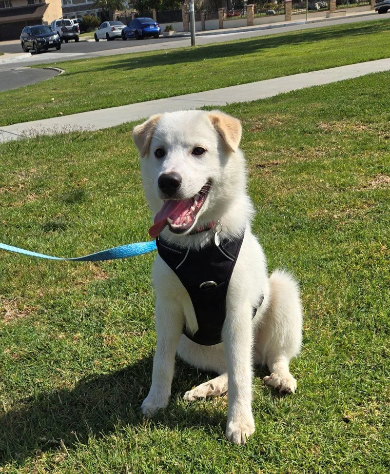 Tommy Boy thumbnail 4