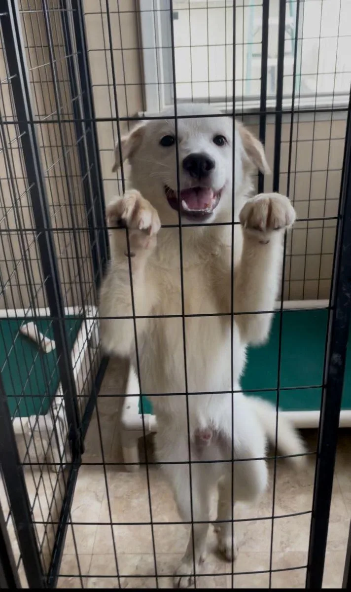 Tommy Boy thumbnail 5