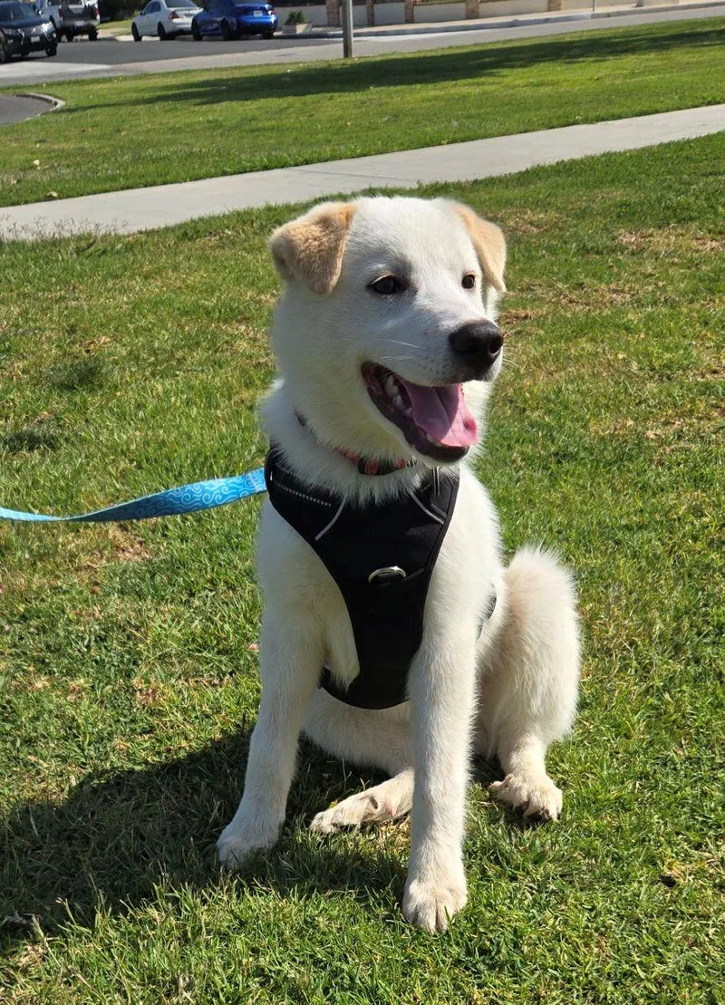 Tommy Boy thumbnail 6