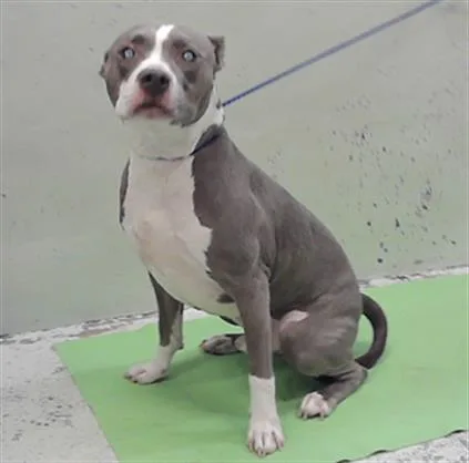 An adult large-sized male Staffordshire Bull Terrier dog named Niko for adoption in Houston, TX