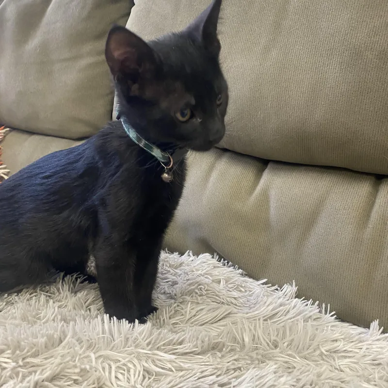 A baby medium-sized male Black Bombay cat named Woody for adoption in Mission Viejo, CA