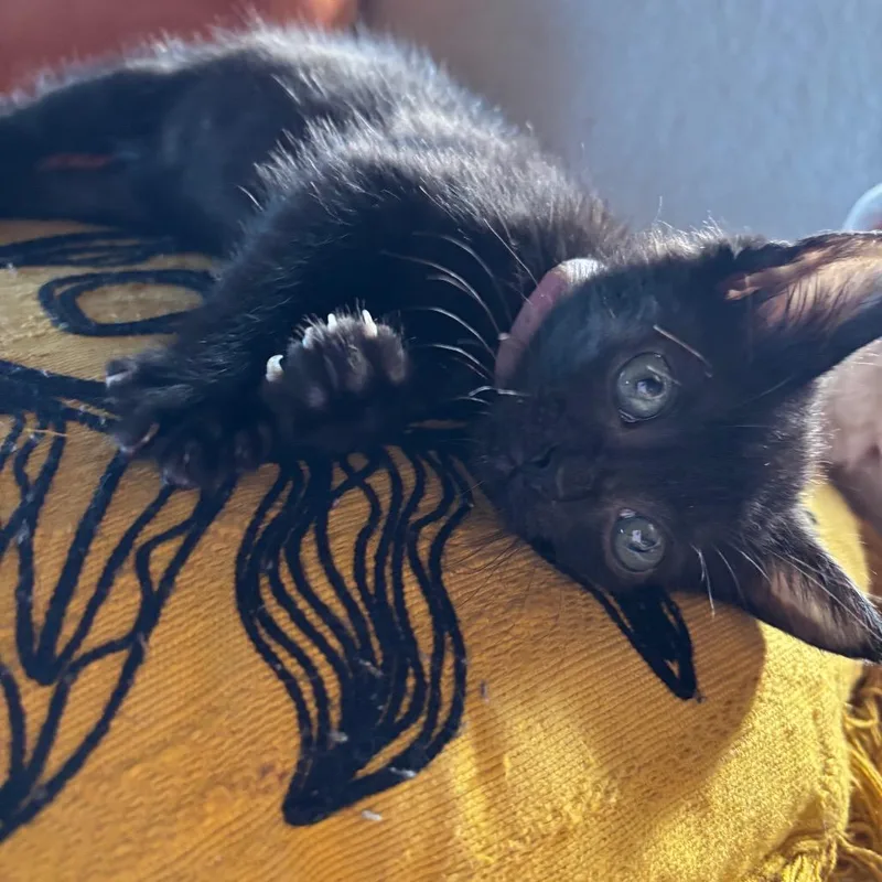 A young medium-sized female Domestic Short Hair cat named Lollipop for adoption in Cumming, GA