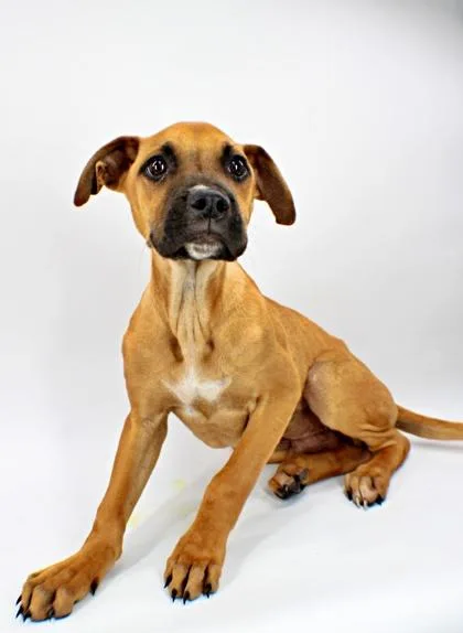 A baby large-sized male Boxer dog named Quent for adoption in Morton Grove, IL