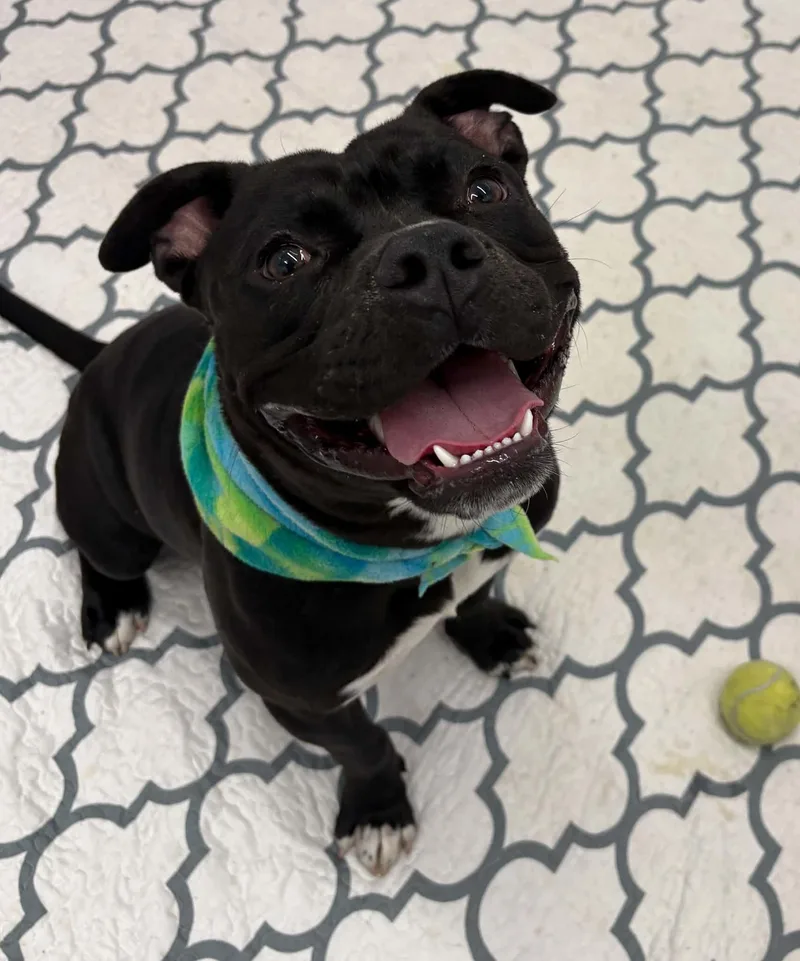A young medium-sized male Staffordshire Bull Terrier dog named Cannonball for adoption in Oxford, MI