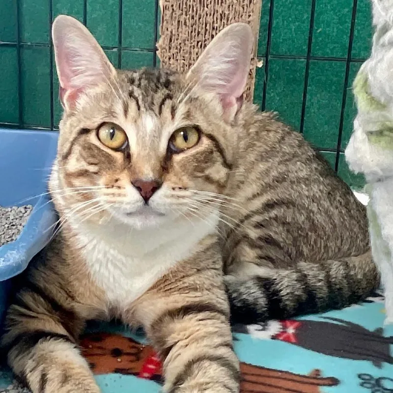 An adult medium-sized male Brown / Chocolate Domestic Short Hair cat named Sammy for adoption in Deerfield, IL
