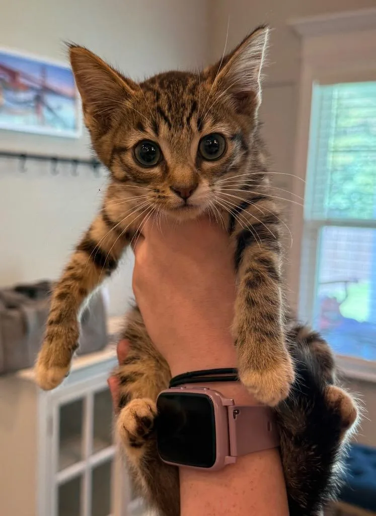 Snickers thumbnail 2