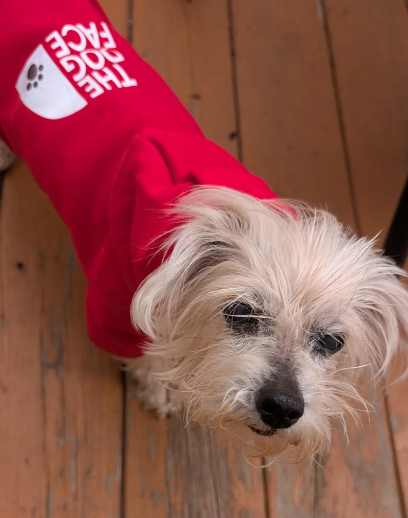 A senior small-sized female Yorkshire Terrier dog named Fossil for adoption in Whitewater, WI