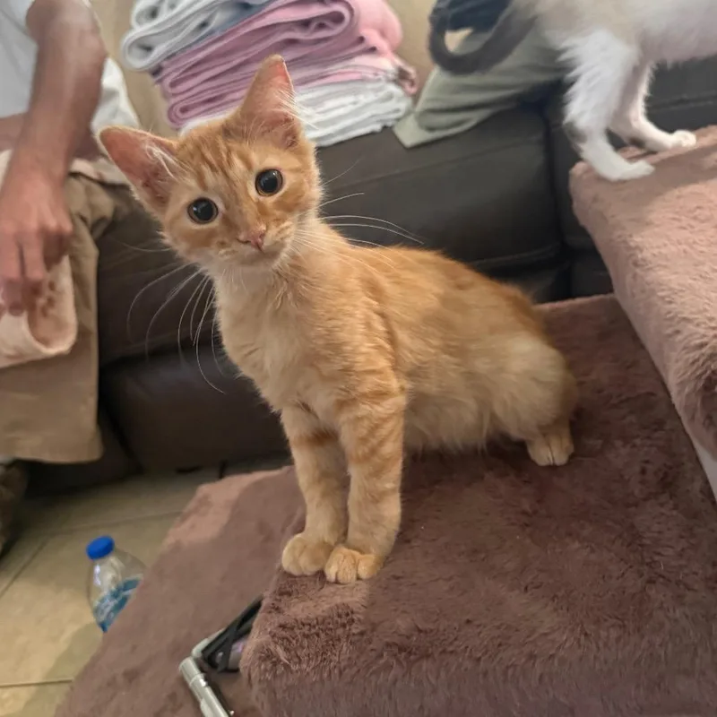 A baby small-sized male Orange / Red Domestic Medium Hair cat named Cutie for adoption in Tustin, CA
