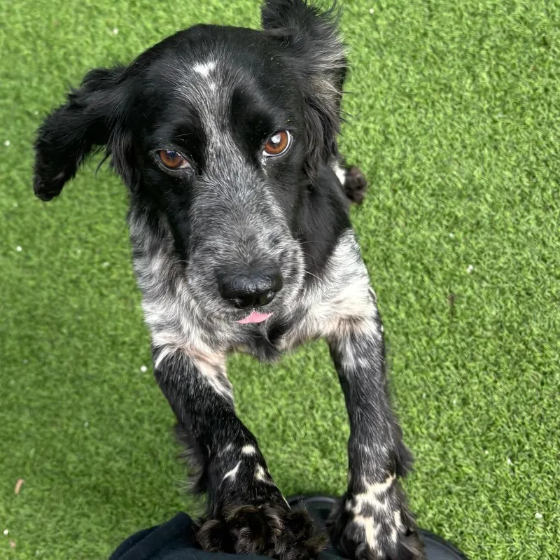 An adult medium-sized female Black English Cocker Spaniel dog named Scootie for adoption in LOXAHATCHEE, FL