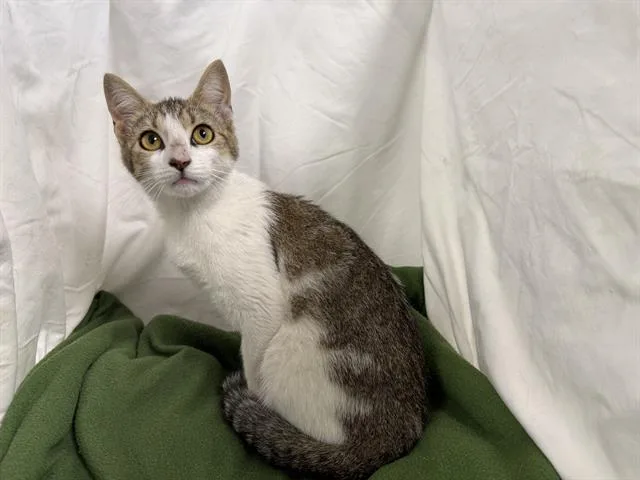 A young small-sized female Domestic Short Hair cat named Frosty for adoption in Winter Haven, FL