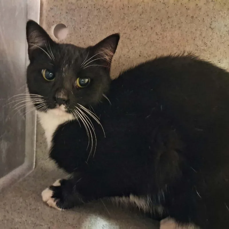 An adult medium-sized female Domestic Short Hair cat named Nobra for adoption in Columbiana, AL