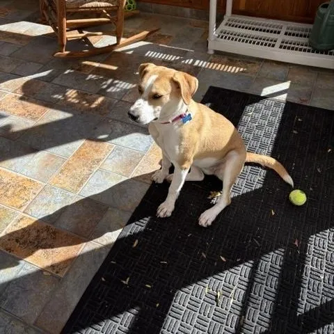A young medium-sized female Yellow / Tan / Blond / Fawn Labrador Retriever dog named Lark for adoption in Manhasset, NY
