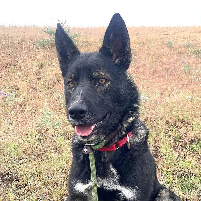 Roscoe