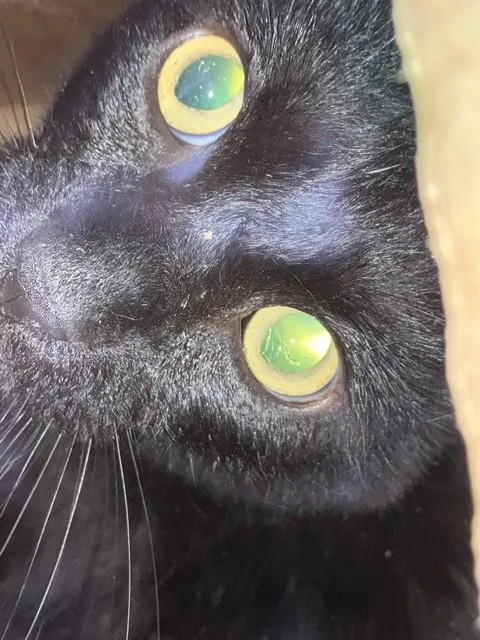 An adult small-sized male Domestic Short Hair cat named Shen for adoption in Dallas, TX