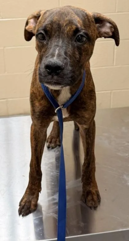 An adult small-sized female Brindle Boxer dog named Laila for adoption in Harlingen, TX