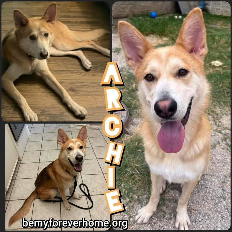An adult medium-sized male Husky dog named Archie for adoption in Plano, TX