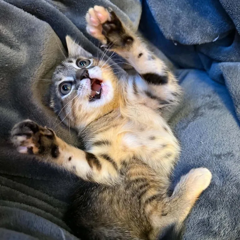 A baby small-sized female Brown / Chocolate Domestic Short Hair cat named Wendy for adoption in Alma, WI