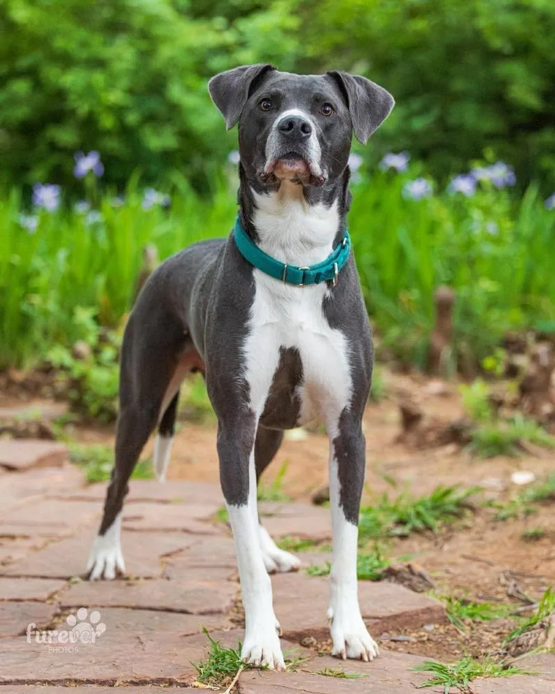 A young large-sized male Gray / Blue / Silver Great Dane dog named Derby for adoption in Shawnee, OK